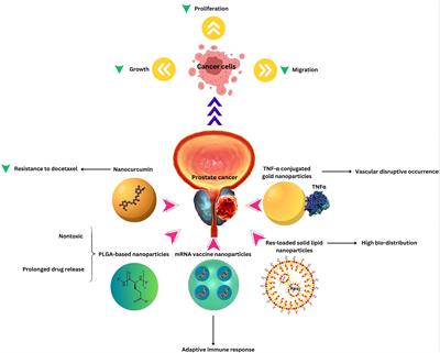 Clinical insights into nanomedicine and biosafety: advanced therapeutic approaches for common urological cancers